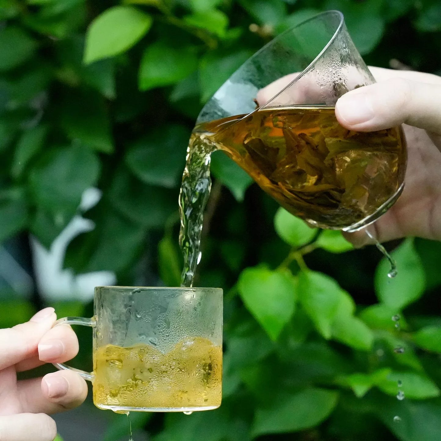 Light & Lively: Floral Cold Brew Teas | 0 Sugar · 0 Calories · 0 Additives - Whole Leaf | 14 Bags