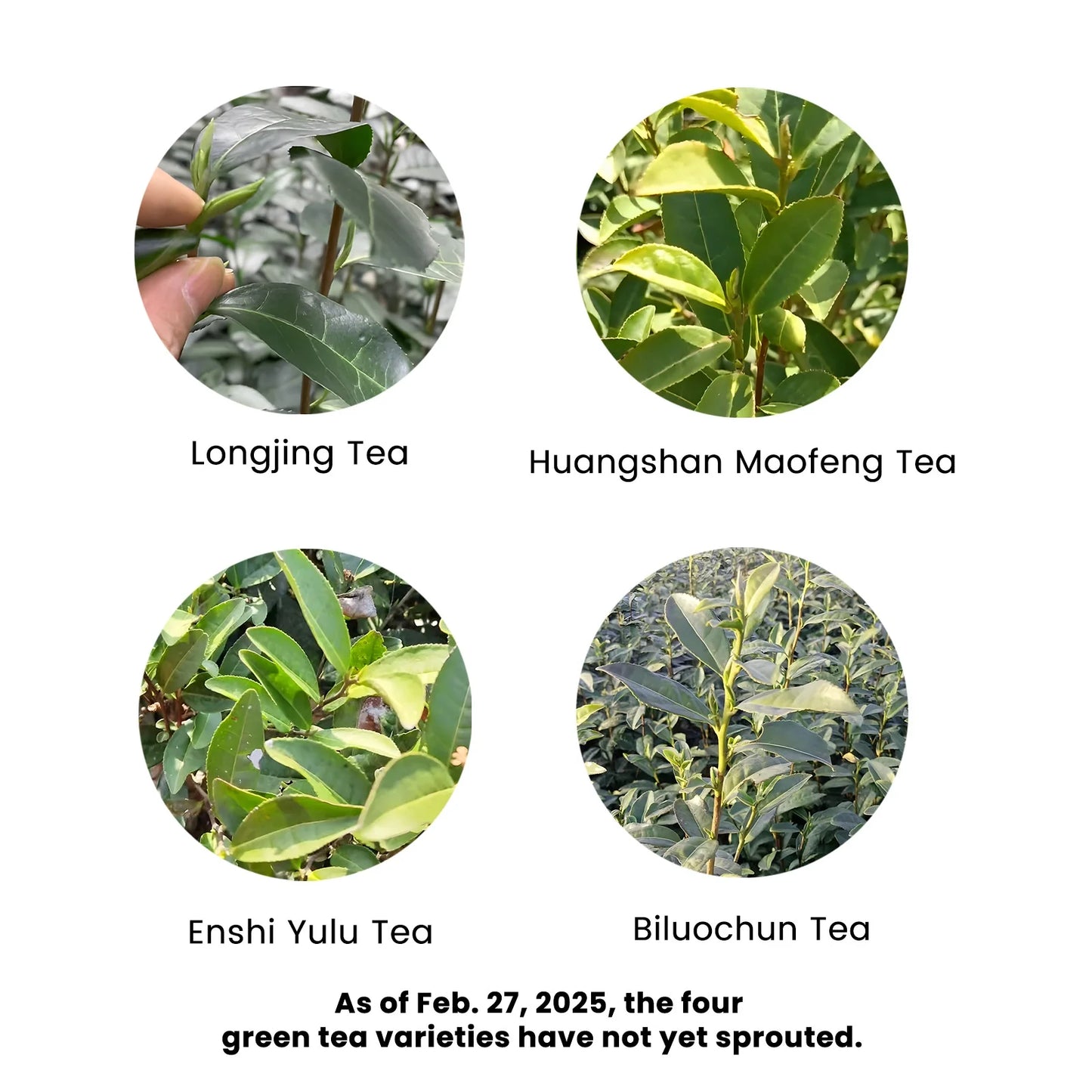 2025 First Flush Spring Tea Collection 100g
