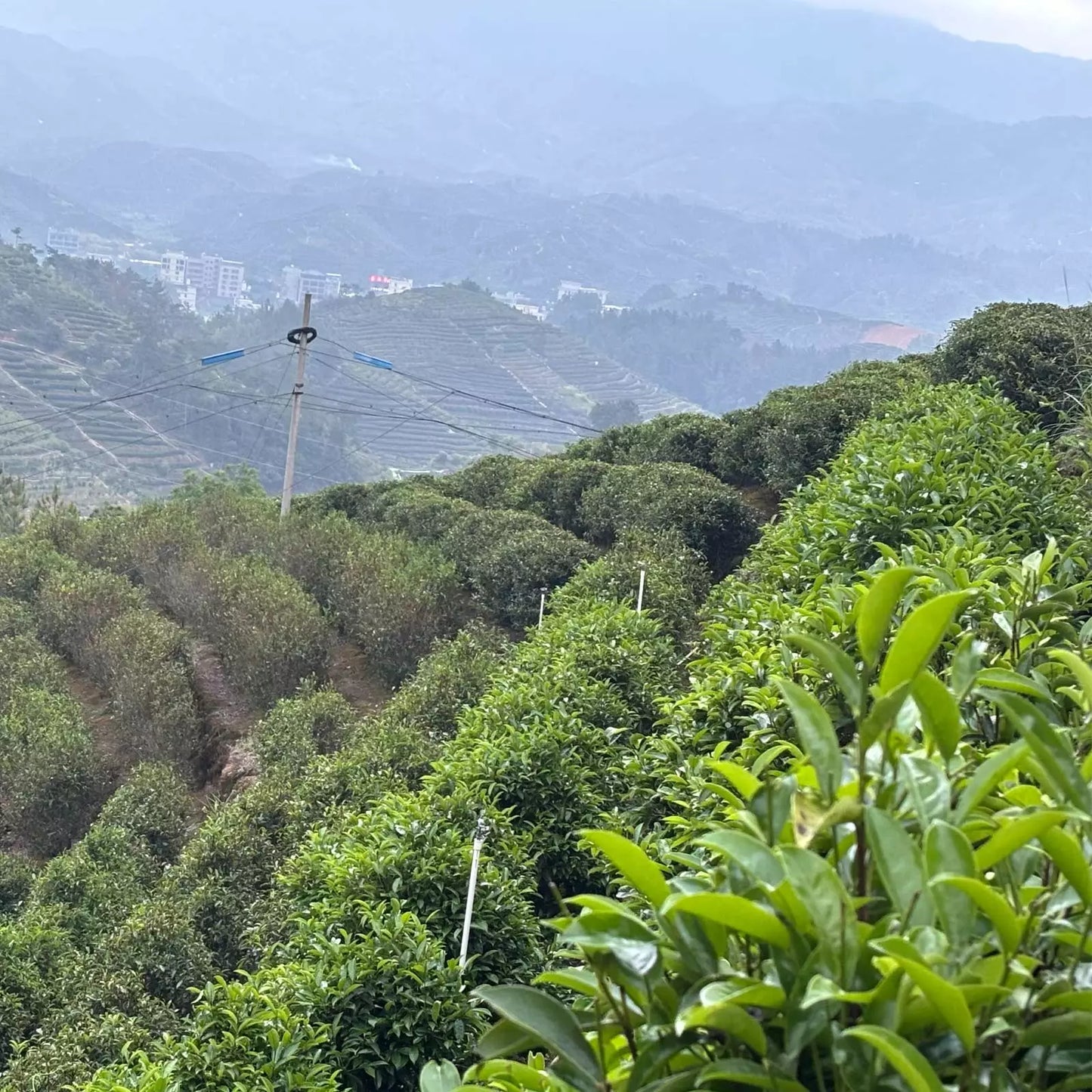 Ya Shi Xiang Dancong Oolong Tea for Daily Use 100g (2025 spring)