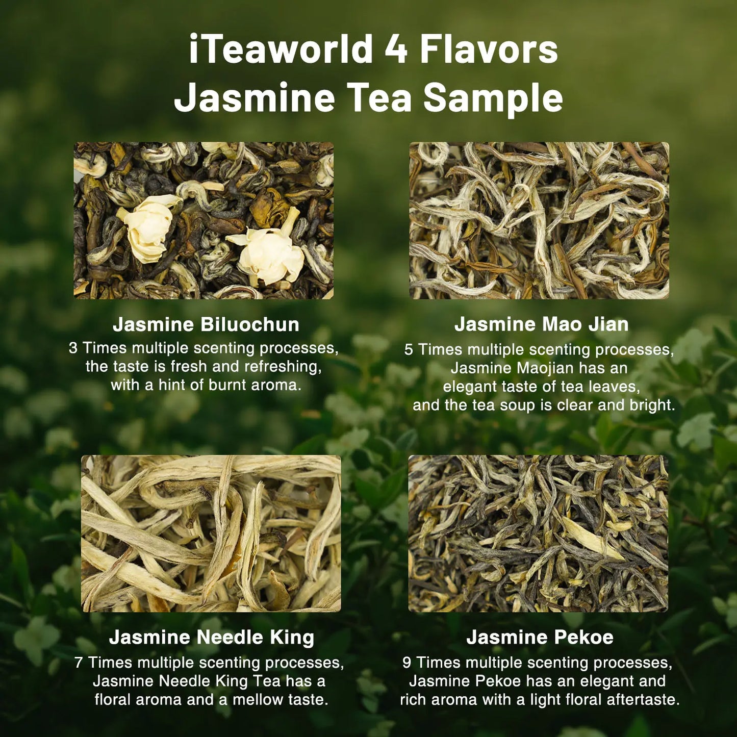 Jasmine Green Tea Collection– 3 to 9 times scented
