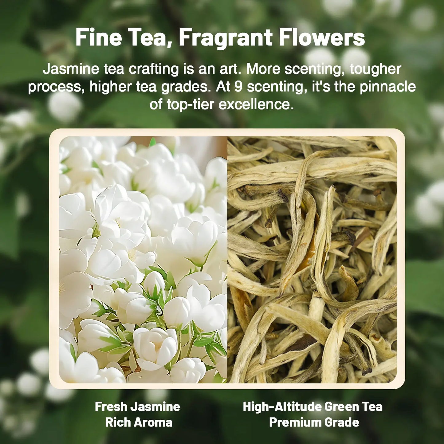 Jasmine Green Tea Collection– 3 to 9 times scented