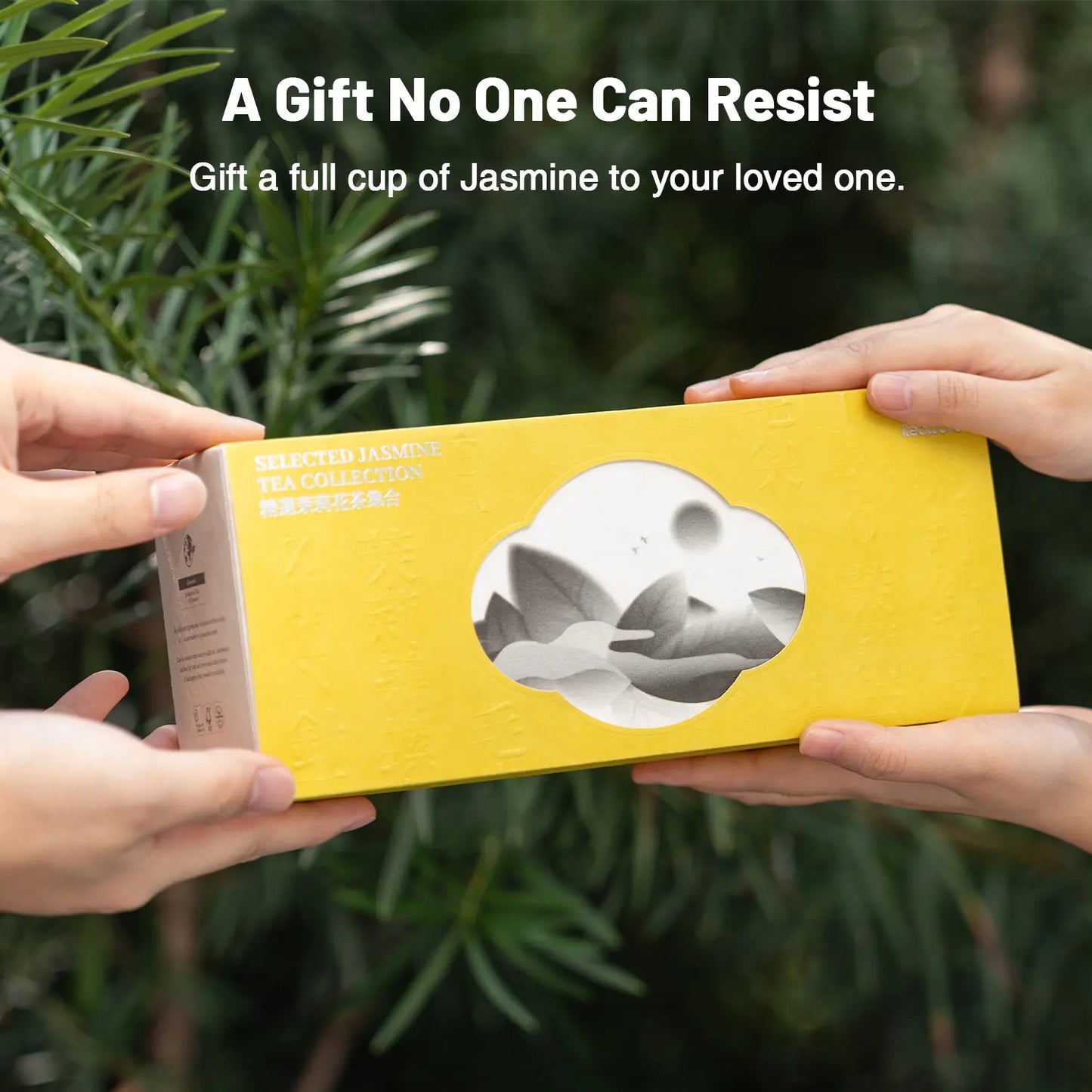 Jasmine Green Tea Collection– 3 to 9 times scented
