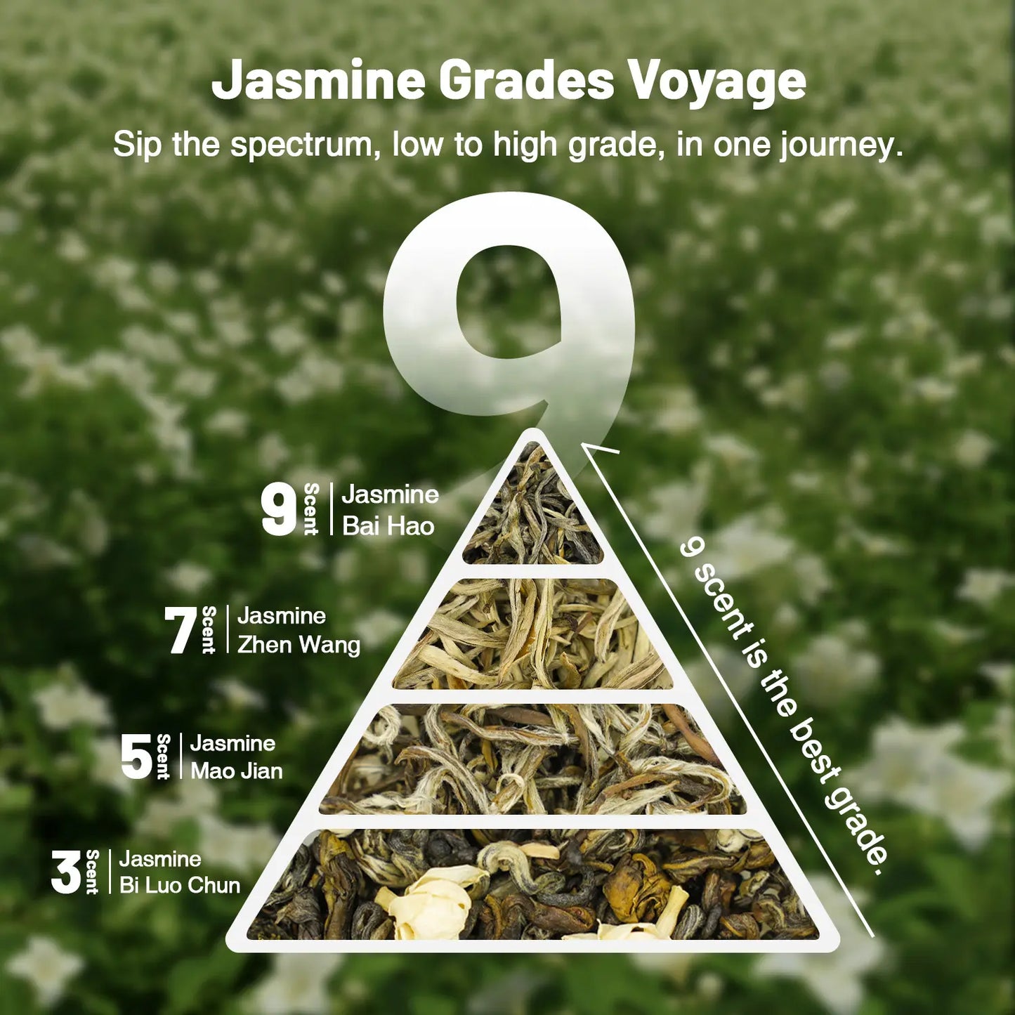 Jasmine Green Tea Collection– 3 to 9 times scented